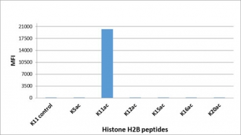 This recombinant H2BK11ac antibody specifically reacts to Histone H2B acetylated at Lysine 1