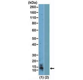 Western blot testing of acid extracts of human K562 cells (1) and recombinant Histone H4 (2) using recombinant Symmetric Dimethyl-Histone H4 antibody at 0.1 ug/ml.~
