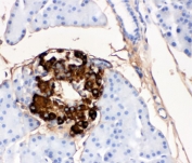 IHC-P testing of rat pancreas tissue with insulin antibody. HIER: Boil the paraffin sections in pH 6, 10mM citrate buffer for 20 minutes and allow to cool prior to testing.