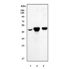 Western blot testing of 1) human placenta, 2) rat stomach and 3) mouse stomach tissue lysate with ACTA2 antibody.