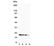 Western blot testing of FGF1 antibody and Lane 1:  10ng;  2: 5ng;  3: 2.5ng;  4: SMMC-7721 cell lysate.  Expected molecular weight ~17 kDa.