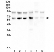 Western blot testing of human 1) Caco-2, 2) SW620, 3) COLO-320, 4) K562, 5) mouse thymus and 6) mouse RAW246.7 lysate. Predicted molecular weight ~32 kda (unmodified), 50-55 kDa (glycosylated).