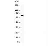 Western blot testing of FE65 antibody and mouse brain lysate. Predicted molecular weight: ~77kDa; the 97kDa isoform can be cleaved to yield a 65kDa C-terminal form.
