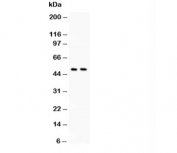 Western blot testing of c-Myc antibody and Lane 1:  HeLa;  2: HEPG2 lysate