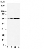 Western blot testing of DRD1 antibody and Lane 1:  rat testis;  2: rat brain;  3: U87;  4: HeLa cell lysate.  The larger than expected size may be due to glycosylation, phosphorylation or DRD1 heterodimerizing with another dopamine receptor (Ref 1).