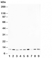 Western blot testing of HSP10 antibody and rat samples 1: thymus;  2: brain;  3: ovary;  4: testis; and human samples  5: A431;  6: A549;  7: MCF-7;  8: MM231;  9: HeLa cell lysate. Expected molecular weight: ~10 kDa.