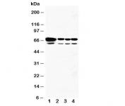 Western blot testing of HSPA2 antibody and Lane 1:  rat testis;  2: human A549;  3: MCF-7;  4: HeLa cell lysate.  Expected size 70KD