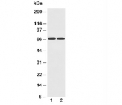 Western blot testing of GLUT12 antibody and Lane 1:  PC-12;  2: A549 cell lysate