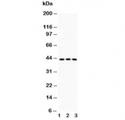 Western blot testing of CREB antibody and Lane 1:  rat thymus;  2: rat brain;  3: human HT1080 lysate. Predicted molecular weight is 37 kDa but routinely observed at ~43 kDa.