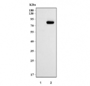 Western blot testing of human 1) HeLa and 2) HepG2 cell lysate with HNF1A antibody. Predicted molecular weight ~67 kDa, commonly observed at 67-80 kDa.