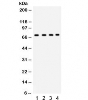 Western blot testing of human 1) A549, 2) HeLa, 3) HePG2 and 4) MCF7 lysate with Ku70 antibody. Predicted/observed molecular weight ~70 kDa.