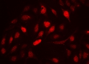 Immunofluorescent staining of FFPE human U-2 OS cells with Cyclin A2 antibody at 2ug/ml. HIER: steam section in pH6 citrate buffer for 20 min.