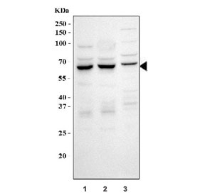 Western blot testing of 1) human HeLa, 2) human K562 and 3) rat RH35 cell