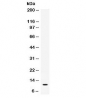 Western blot testing of mouse recombinant protein with CXCL2 antibody.
