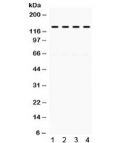 Western blot testing of mouse 1) brain, 2) spleen, 3) testis, and 4) liver lysate with TRIF antibody. Predicted molecular weight: 76 kDa but routinely observed at 70-150 kDa.