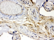 IHC testing of FFPE human placenta with FGF-1 antibody. HIER: Boil the paraffin sections in pH 6, 10mM citrate buffer for 20 minutes and allow to cool prior to testing.