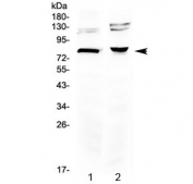 Western blot testing of 1) rat brain and 2) mouse brain lysate with DVL3 antibody at 0.5ug/ml. Predicted molecular weight ~78 kDa.