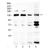 Western blot testing of 1) rat brain, 2) mouse brain, 3) human MCF7 and 4) human 293T lysate with NCKAP1 antibody at 0.5ug/ml. Expected molecular weight: 125-129 kDa.
