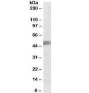 Western blot testing of human cerebellum lysate with SOX10 antibody at 0.1ug/ml. Predicted molecular weight ~50kDa.