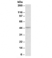 Western blot testing of HepG2 lysate with CREB3 antibody at 0.3ug/ml. Predicted molecular weight: ~42kDa.