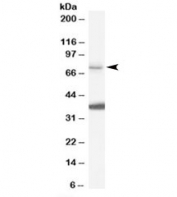 Western blot testing of HeLa cell lysate with NEDD1 antibody at 0.1ug/ml. The expected ~72kDa band and additional ~37kDa band are both blocked by the immunizing peptide.
