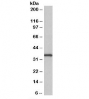 Western blot testing of HeLa lysate with NEK7 antibody at 0.05ug/ml. Predicted molecular weight: ~34kDa.
