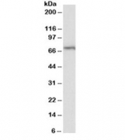 Western blot testing of Daudi lysate with TRIF antibody at 2ug/ml. Predicted/observed molecular weight: 76/70-150kDa.