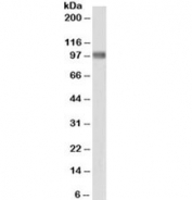 Western blot testing of HeLa lysate with Beta-catenin antibody at 0.3ug/ml. Predicted molecular weight ~85 kDa, but routinely observed at 90-95 kDa.
