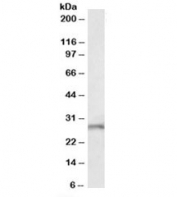 Western blot testing of mouse brain lysate with Fgf14 antibody at 1ug/ml. Predicted molecular weight: ~28kDa.