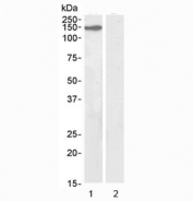 Western blot testing of 1) mouse NIH3T3 lysate (nuclear fraction) and 2) human ovary lysate (negative control) with KIF4A antibody at 2ug/ml. Predicted molecular weigh ~140 kDa.