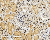 IHC testing of FFPE human kidney with ENOX2 antibody at 4ug/ml. HIER: steamed with pH9 Tris/EDTA buffer, HRP-staining.