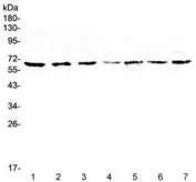 Western blot testing of 1) rat spleen, 2) rat liver, 3) rat PC-12, 4) mouse spleen, 5) mouse thymus, 6) mouse brain and 7) human COLO320 lysate with CD86 antibody at 0.5ug/ml. Predicted molecular weight ~38 kDa (unmodified), 45-70 kDa (glycosylated).