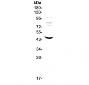Western blot testing of human HepG2 cell lysate with MVD antibody at 0.5ug/ml. Predicted molecular weight ~43 kDa.