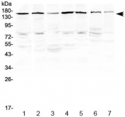Western blot testing of human 1) HeLa, 2) MCF7, 3) A549, 4) HepG2, 5) COLO320, 6) rat heart and 7) mouse skeletal muscle lysate with PER3 antibody at 0.5ug/ml. Predicted molecular weight ~132 kDa, observed here at ~160 kDa.