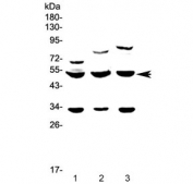 Western blot testing of 1) rat brain, 2) rat testis and 3) mouse testis lysate with GSK3 alpha antibody at 0.5ug/ml. Predicted molecular weight ~51 kDa.