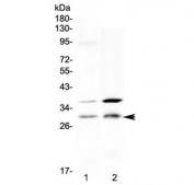 Western blot testing of human 1) placenta and 2) HeLa cell lysate with HOXA5 antibody at 0.5ug/ml. Predicted molecular weight ~29 kDa.