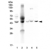 Western blot testing of 1) human HeLa, 2) human blood, 3) rat thymus, 4) rat lung and 5) mouse NIH3T3 lysate with NCF1 antibody at 0.5ug/ml. Expected molecular weight ~47 kDa.