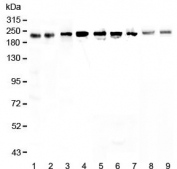 Western blot testing of human 1) HeLa, 2) placenta, 3) MCF7, 4) A549, 5) A431, 6) SGC-7901, 7) 22RV1, 8) rat small intestine and 9) mouse small intestine lysate with BRG1 antibody at 0.5ug/ml. Predicted molecular weight: 185-190 kDa, observed at 200-220 kDa.