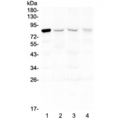 Western blot testing of human 1) HeLa, 2) placenta, 3) A549 and 4) SK-OV-3 lysate with DNA Polymerase iota antibody at 0.5ug/ml. Predicted molecular weight ~83 kDa.