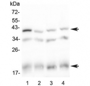 Western blot testing of 1) rat spleen, 2) rat thymus, 3) mouse spleen and 4) mouse thymus lysate with Baff receptor antibody at 0.5ug/ml. Predicted molecular weight ~19 kDa (monomer), ~40 kDa (dimer).