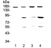 Western blot testing of 1) rat spleen, 2) rat thymus, 3) mouse spleen and 4) mouse thymus lysate with CD11b antibody at 0.5ug/ml. Expected molecular weight: ~95 kDa and ~170 kDa.