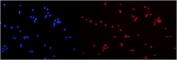 Immunofluorescent staining of FFPE human U-2 OS cells with HNRNPA2B1 antibody (red) at 2ug/ml and DAPI nuclear stain (blue). HIER: steam section in pH6 citrate buffer for 20 min.