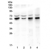 Western blot testing of human 1) HeLa, 2) COLO-320, 3) rat stomach and 4) rat testis lysate with KLF4 antibody at 0.5ug/ml. Predicted molecular weight: 50-60 kDa + possible ~75 kDa (phosphorylated form).