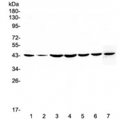 Western blot testing of human 1) HeLa, 2) placenta, 3) COLO-320, 4) PANC-1, 5) HepG2, 6) MDA-MB-231 and 7) mouse NIH3T3 lysate with FLIP antibody at 0.5ug/ml. Predicted molecular weight ~55 kDa (long form), observed here at ~43 kDa (p43c-FLIP).