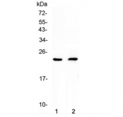 Western blot testing of 1) rat heart and 2) mouse heart lysate with FNDC5 antibody at 0.5ug/ml. Predicted molecular weight ~23 kDa.
