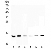 Western blot testing of 1) human HeLa, 2) human MDA-MB-231, 3) human MDA-MB-451, 4) rat thymus, 5) mouse testis and 6) mouse thymus lysate with HE4 antibody at 0.5ug/ml. Predicted molecular weight: 13-25 depending on glycosylation level.