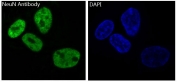 Immunofluorescent staining of human SH-SY5Y cells with NeuN antibody (green) and DAPI nuclear stain (blue).