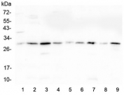 Western blot testing of 1) rat liver, 2) rat lung, 3) rat pancreas, 4) rat stomach, 5) mouse lung, 6) mouse liver, 7) mouse pancreas, 8) mouse stomach and 9) mouse small intestine lysate with RPS3 antibody at 0.5ug/ml. Predicted molecular weight ~27 kDa.