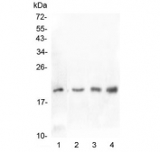 Western blot testing of 1) human U-87 MG, 2) rat testis, 3) mouse testis and 4) mouse SP20 lysate with IL10 antibody at 0.5ug/ml. Predicted molecular wieght ~20 kDa.