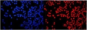 Immunofluorescent staining of FFPE human MCF7 cells with HMGN2 antibody (red) and DAPI nuclear stain (blue). HIER: steam section in pH6 citrate buffer for 20 min.